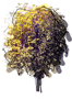 Wierzba iwa "Curly Locks"